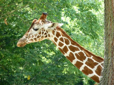 Giraffe neck animal