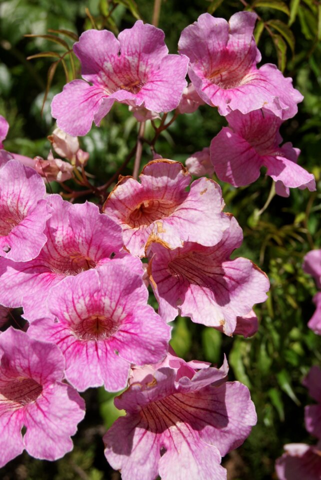 Plant purple mallorca