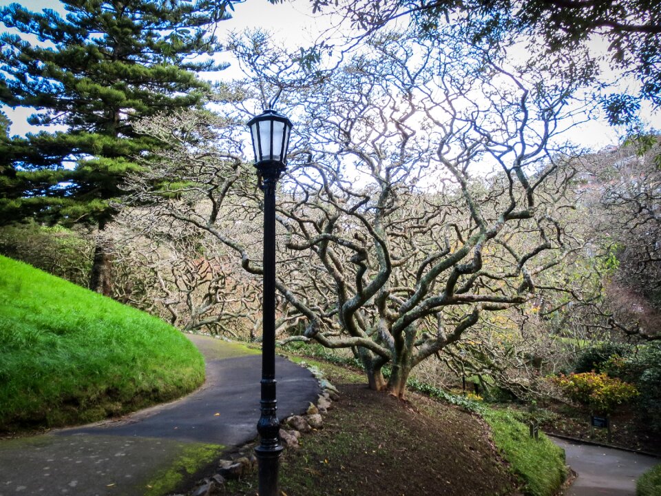 Tree new zealand wellington