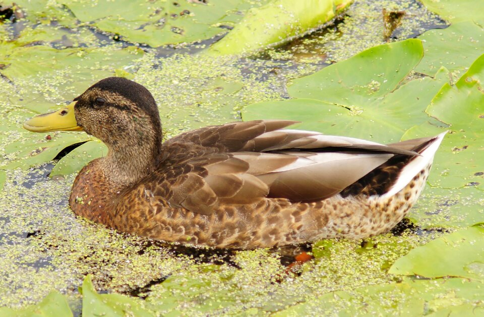 Water bird swim plumage