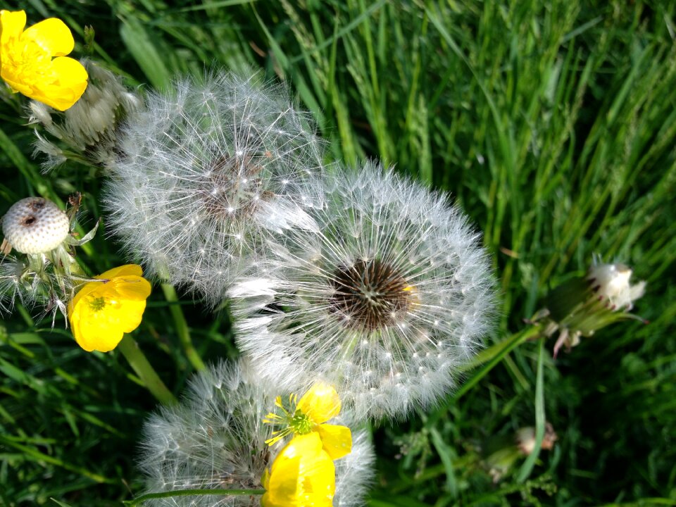 Dandelion flower summer