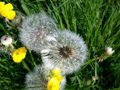 Dandelion flower summer