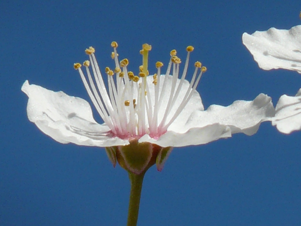 Close up macro american wildpflaume