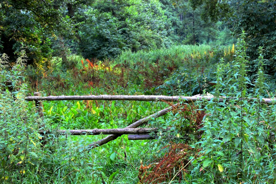 Garden gate wild hedge