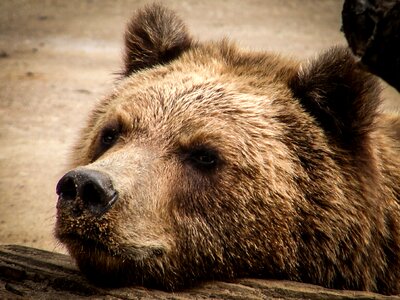 Animal teddy wild animal