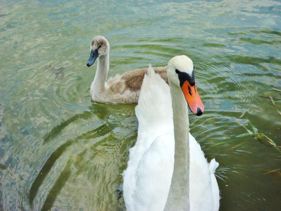 Family animals nature