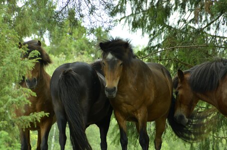 Hage equestrian ride