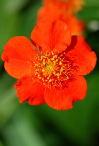 Spring japanese quince photo