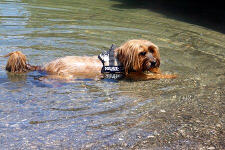 Animal pet waters