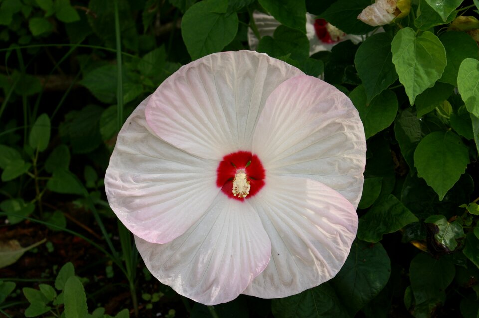 White closeup bloom
