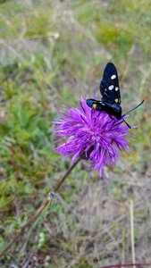 Meadow summer insect