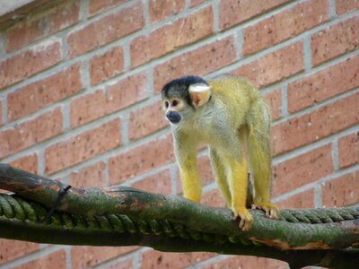 Climb tiergarten zoo