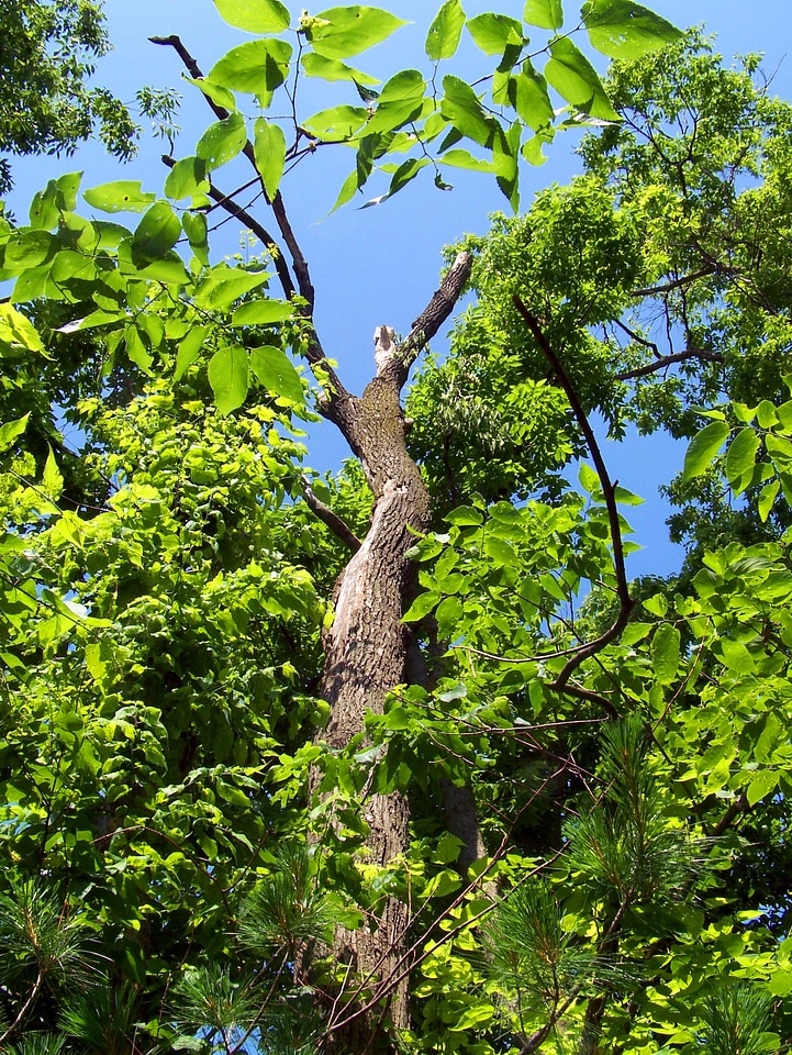 Sky background green leaves
