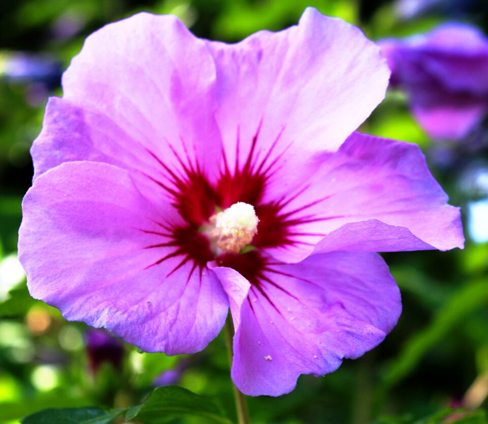 Ornamental plant beautiful lake park