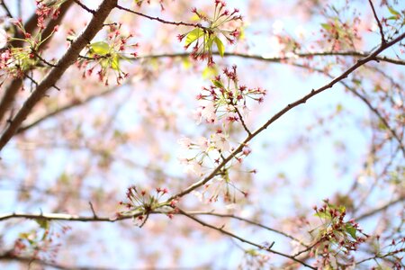 Cherry blossom wood landscape photo