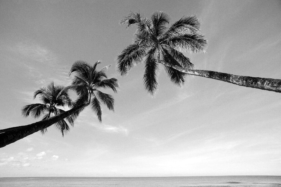Palm tree the sea black and white