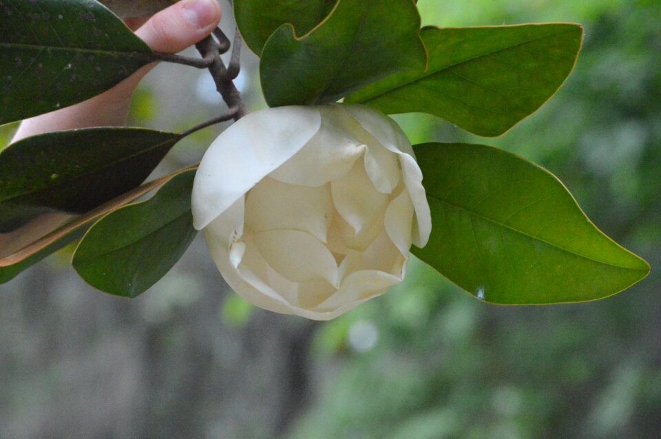 Spring beautiful white