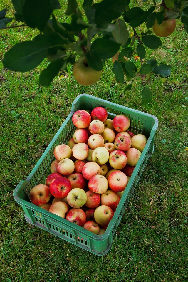 Box crop fall