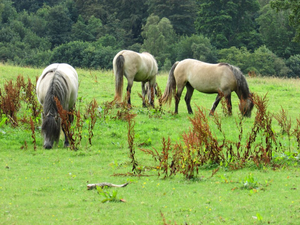 Animal farm stallion photo