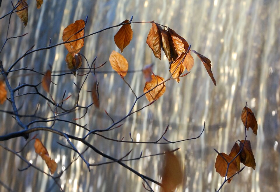 Foliage november environment