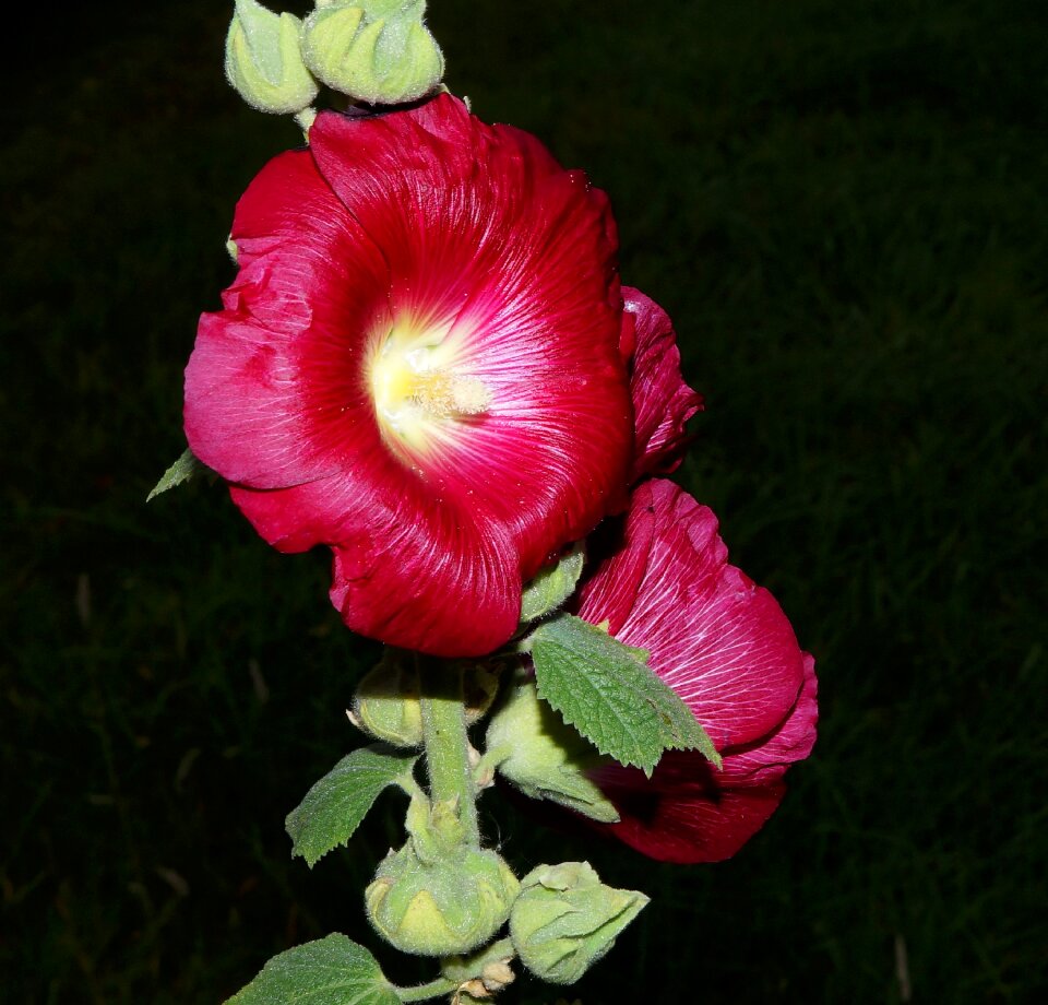 Stock rose garden ornamental plant bright