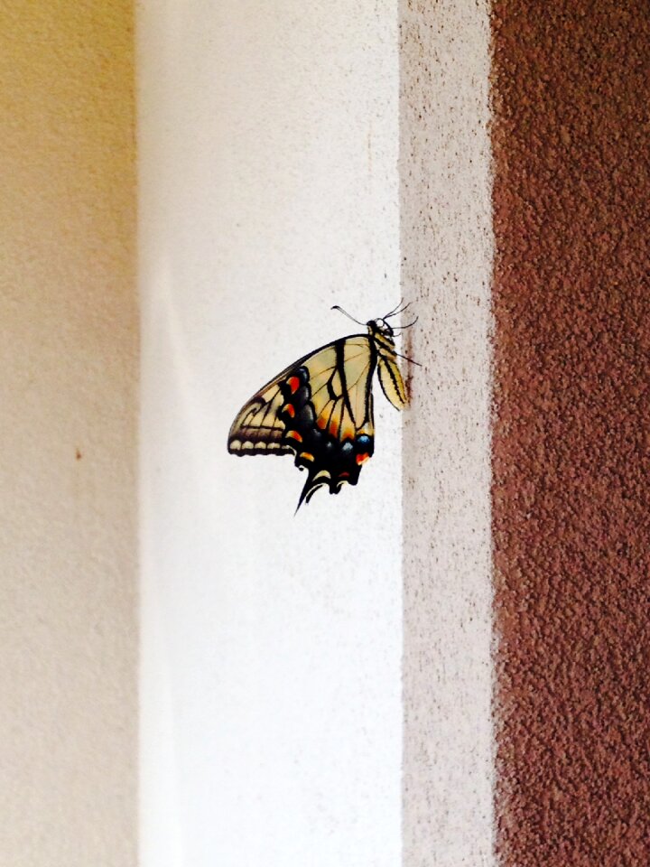 Animal yellow beautiful