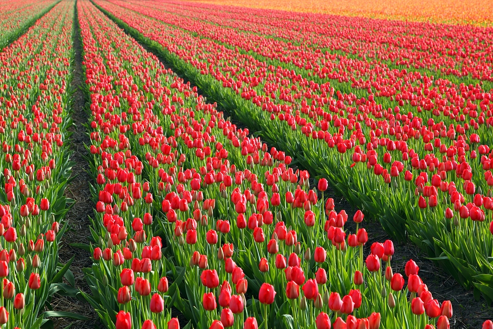 Fields orange red