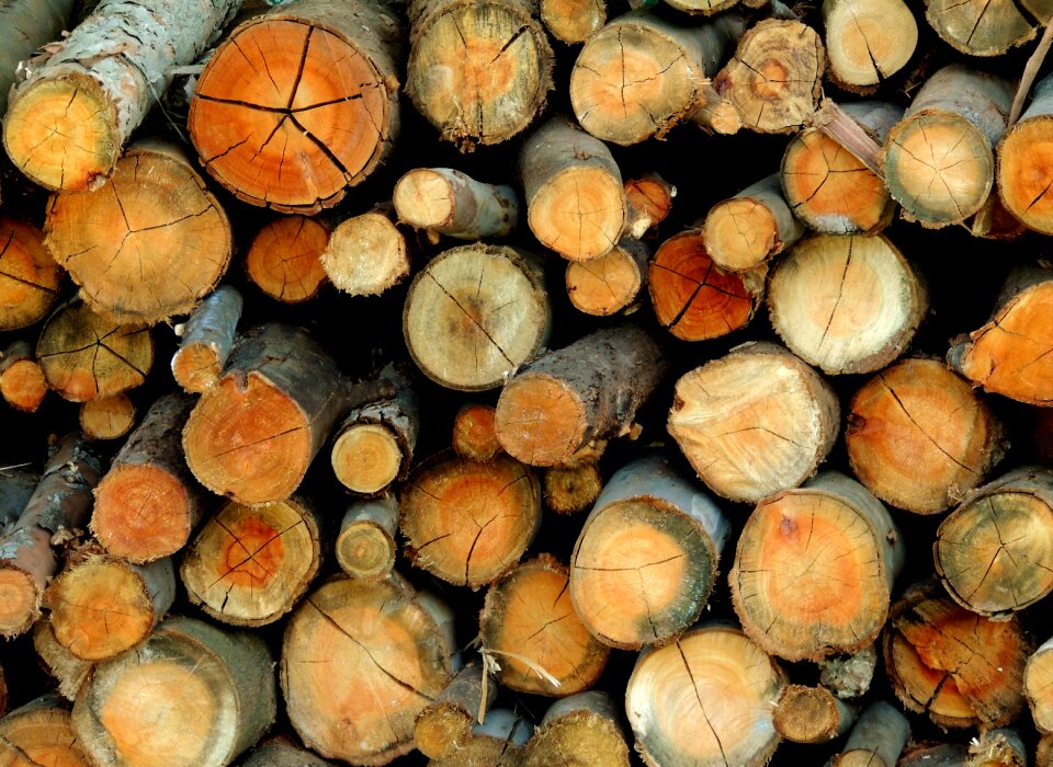 Firewood tree trunk