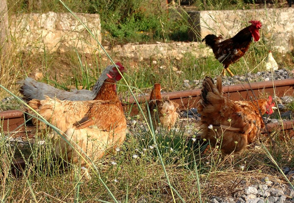 Foraging peck poultry