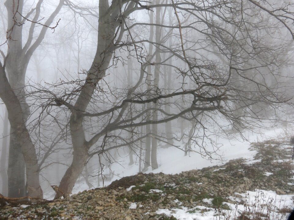 Fog forest cold