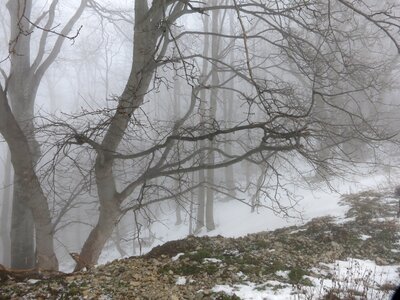 Fog forest cold photo