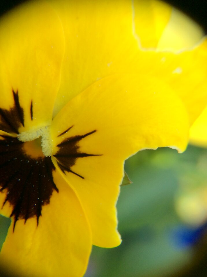 Flower blossom bloom
