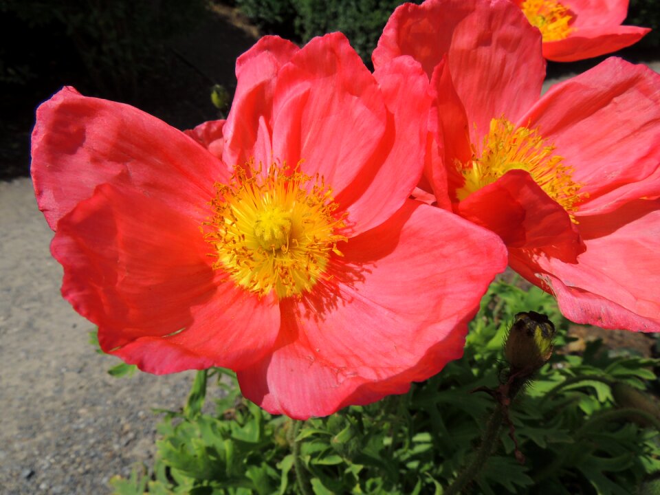 Flower red hibiscus