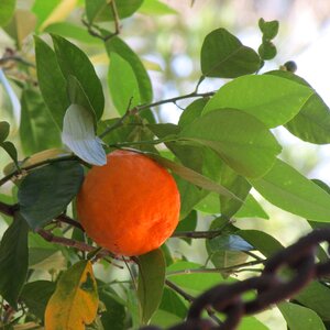 Food natural tree