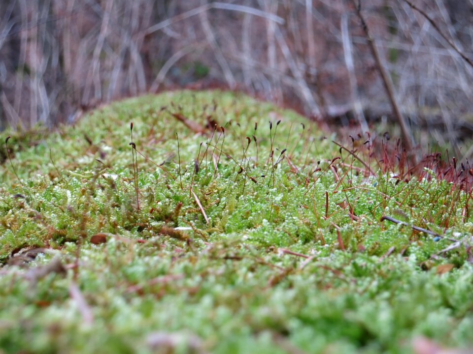 Macro nature close up
