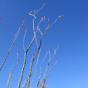 Fouqueria desert sky