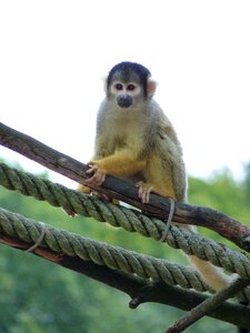 Climb tiergarten zoo