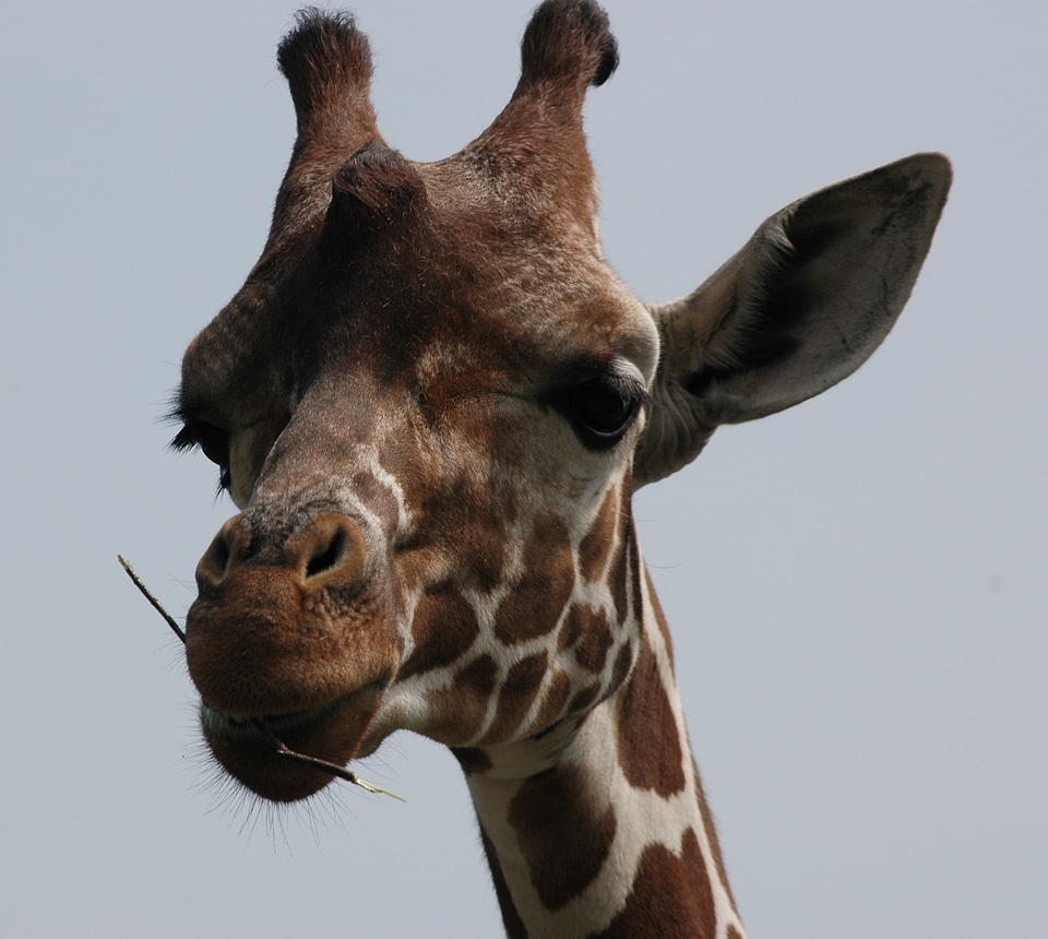 Animal wildlife wild
