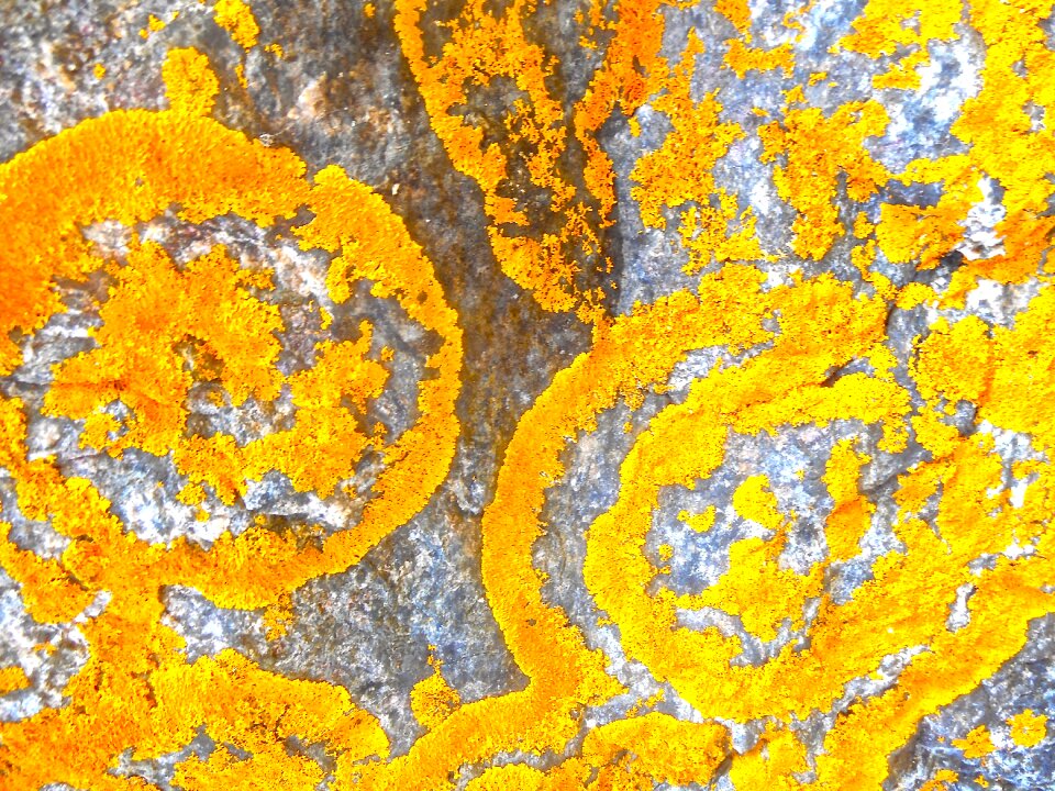 Orange pattern natural art