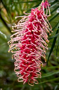 White stamens australia garden
