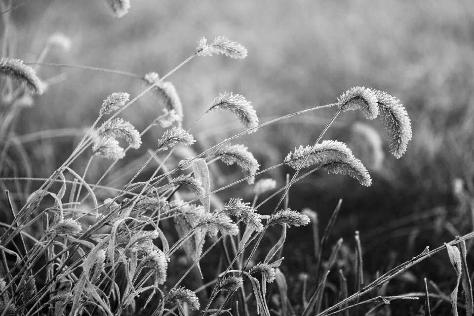 Black and white natural autumn