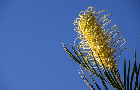 White australian native
