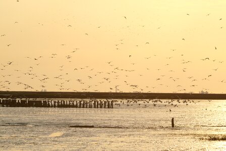 Gulls wadden sea murder lake