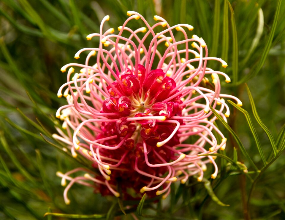 Native pink white