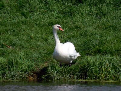 Mute swan swans gooseneck photo