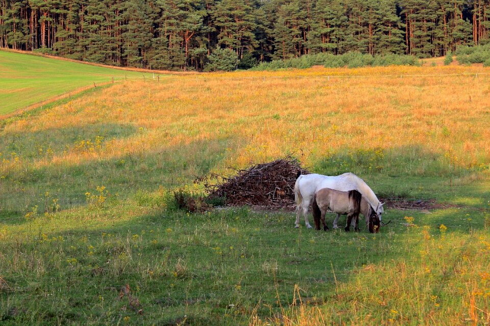 Graze field pasture