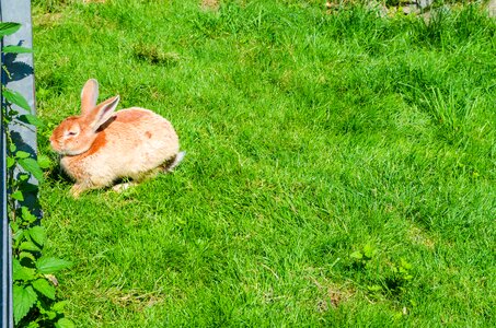 Cute fur meadow photo