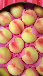Peach the ecliptic fruit
