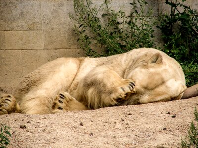Predator kind predator sleep