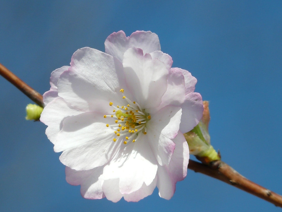 Close up large flowers